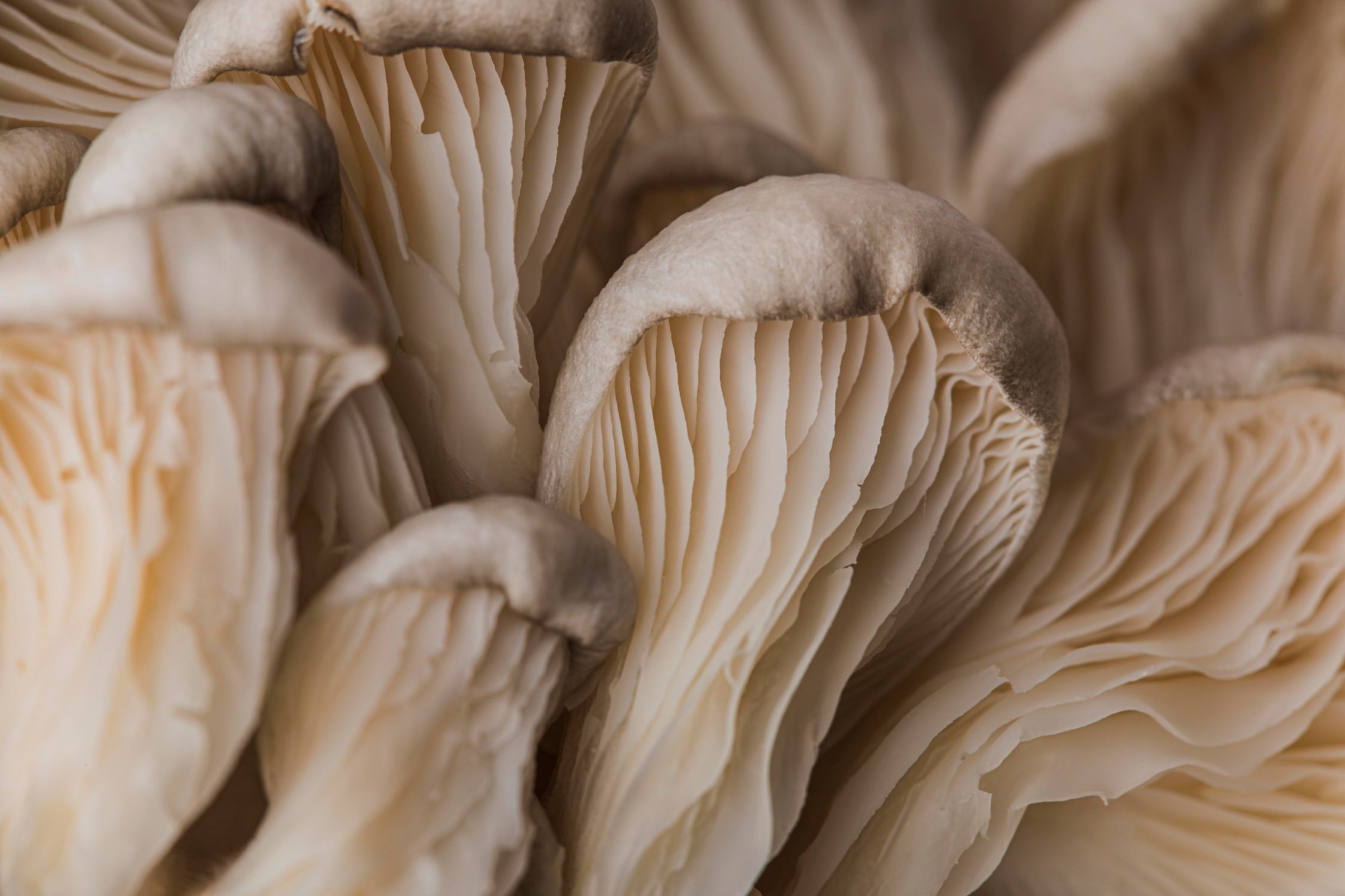beautiful-macro-fresh-mushroom_1.jpg